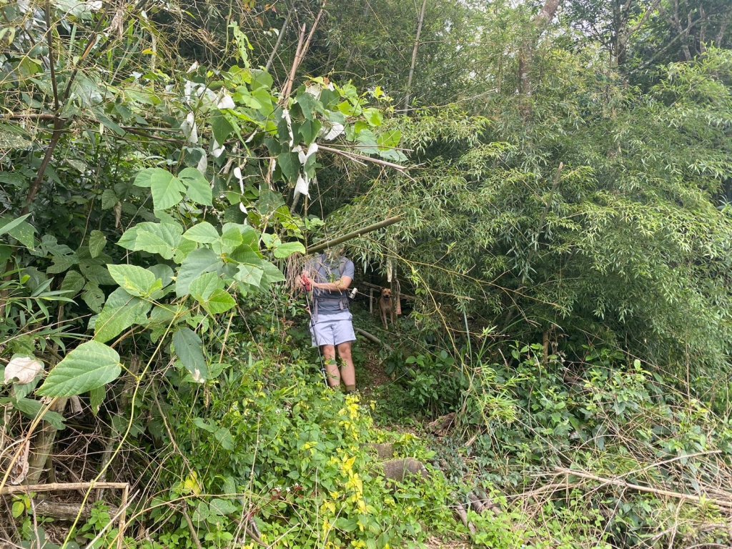 三寶山(烏心石山.鳩州嶺.尖凍山)步道【變成夢魘的大秘寶】_2639838
