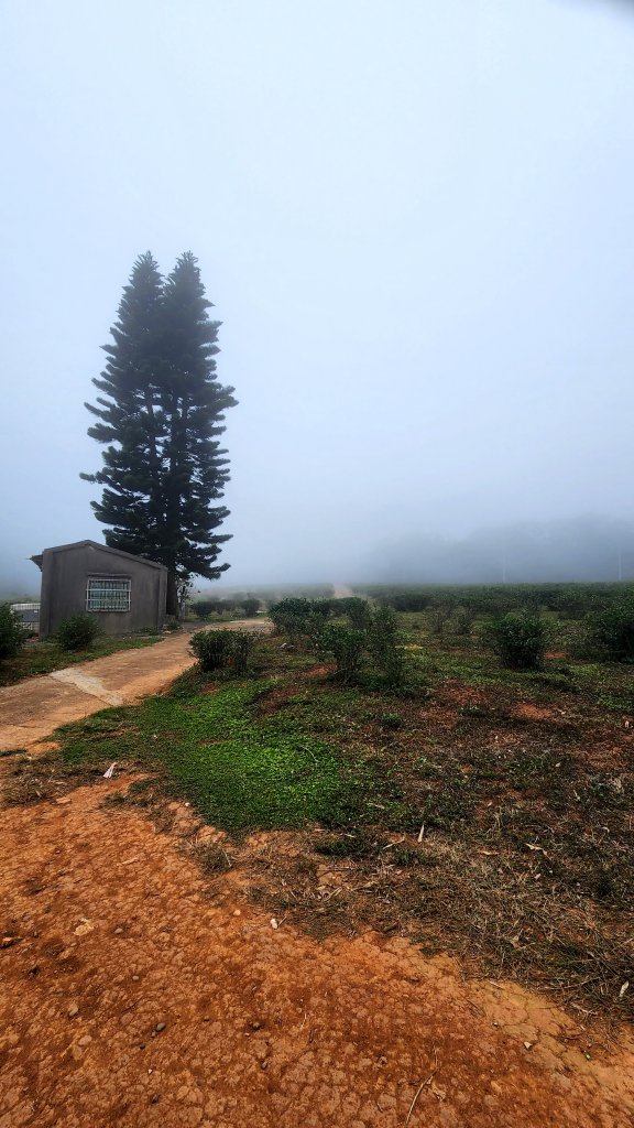 111/11/19杭菊限定：銅鑼-三義大縱走、龍貓土地公、銅鑼窯_1919913