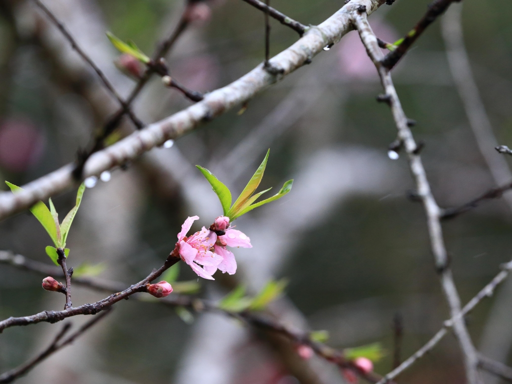 金針山。花_13198