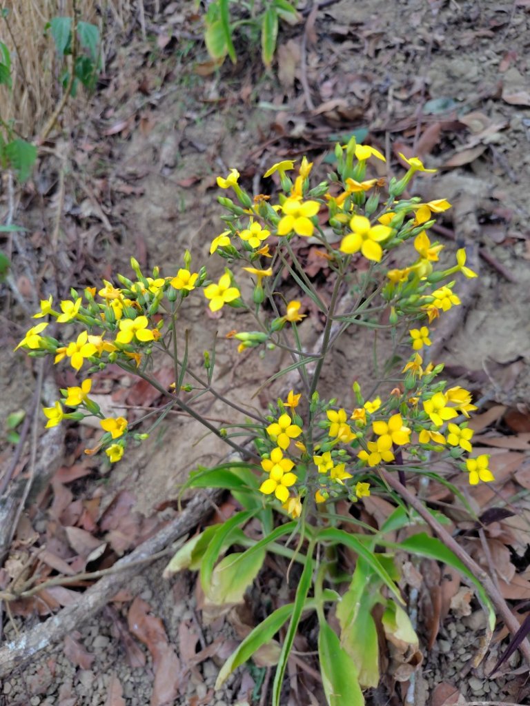 大棟山系南段 水利古道西口 上 竹高崙山 連走 鳥子嶺 坑仔內山 大崖山 下 龍目井農場_2953109