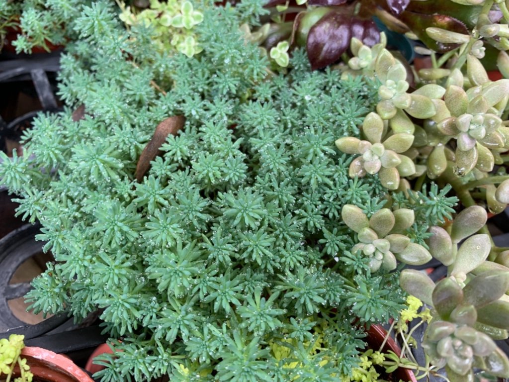 四月雪～桐花盛開～藤山步道_566639