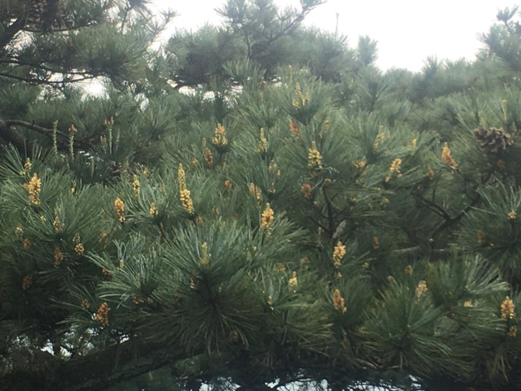 賞花去（五寮尖山、峭壁雄峰、獨立峰_2476746