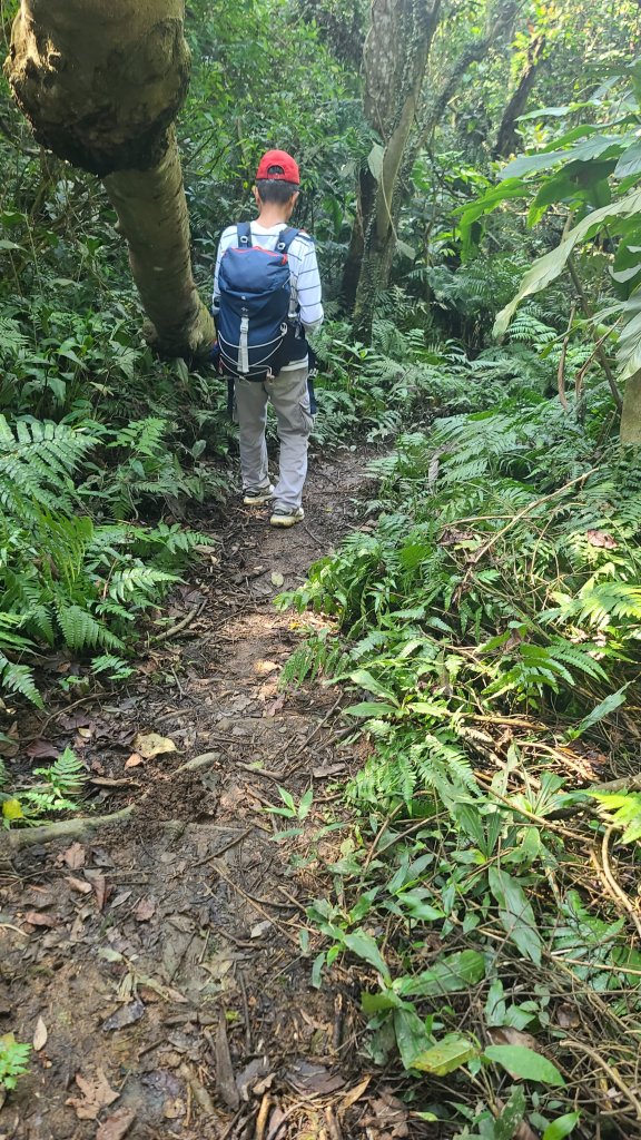 2025-0204 鶯歌_大凍山_三角埔頂山_迴龍_2707906