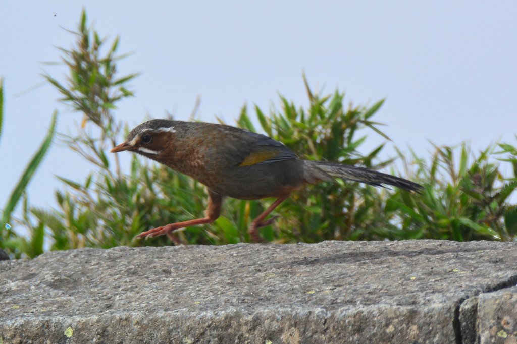 合歡山群峰_1775566