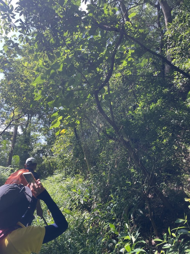 【大棟山系】百年大榕樹_2858099