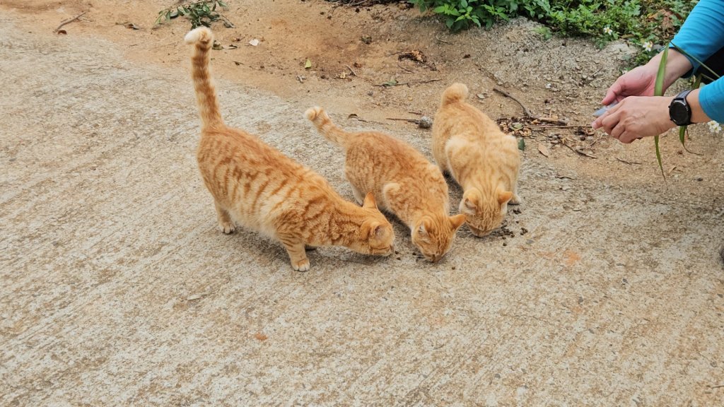 20260127三通嶺山.三義山(大桁茂山).慈濟山.大坪山大O走_2989921