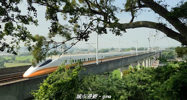 【台中外埔】外埔水流東桐花步道封面圖