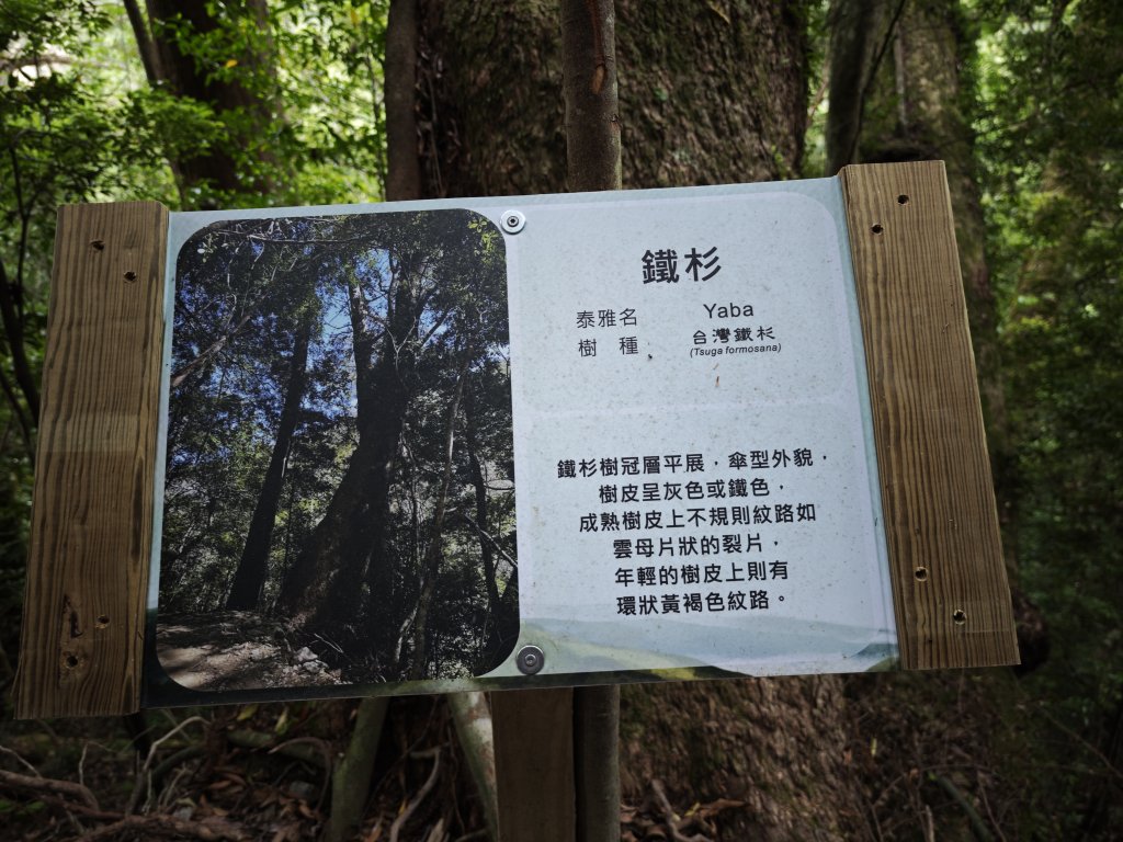 2025_0524 司馬庫斯神木群步道_2797452