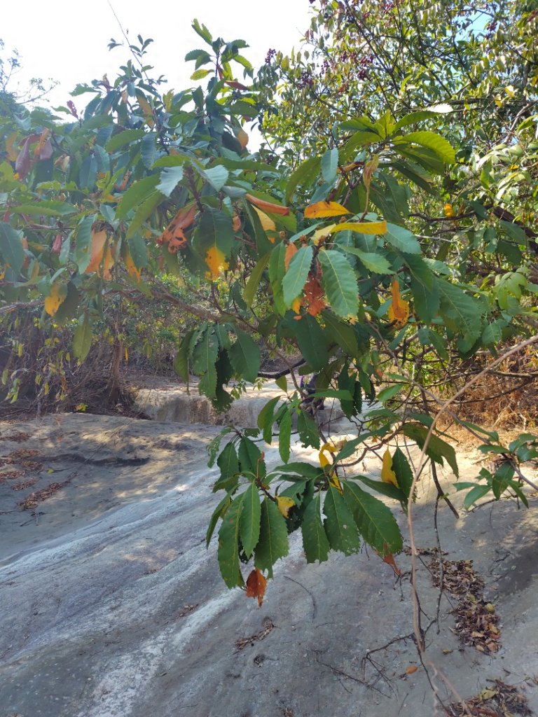 獅嶺峭壁_2987356