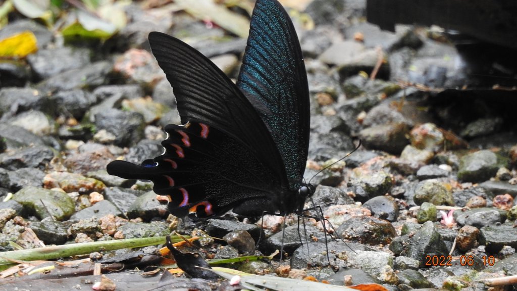 雲山水花鳥蝶 - 雲霧飄渺間的101大樓也是天空之城 ?_1731860
