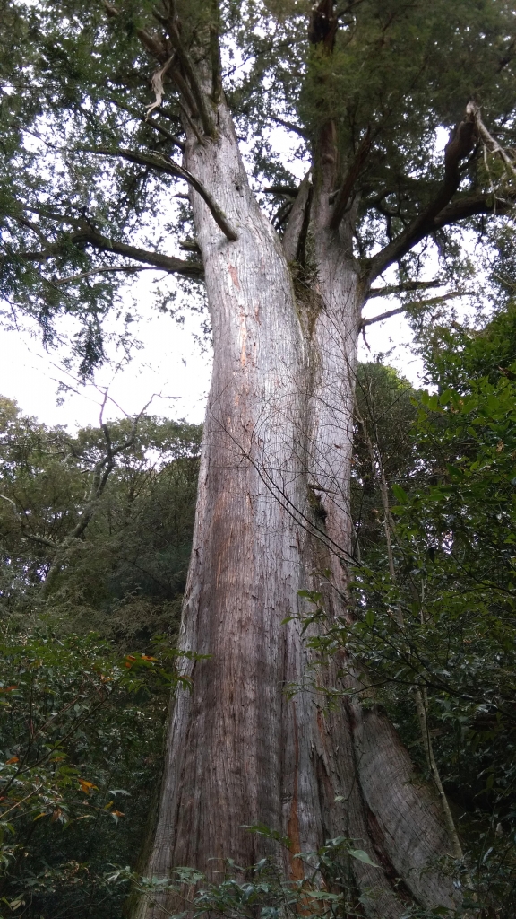 觀霧檜山巨木步道森呼吸_13695