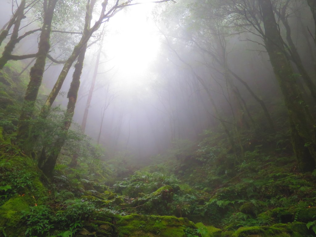 【新竹】觀霧迷幻森林：檜山巨木群步道_1111966