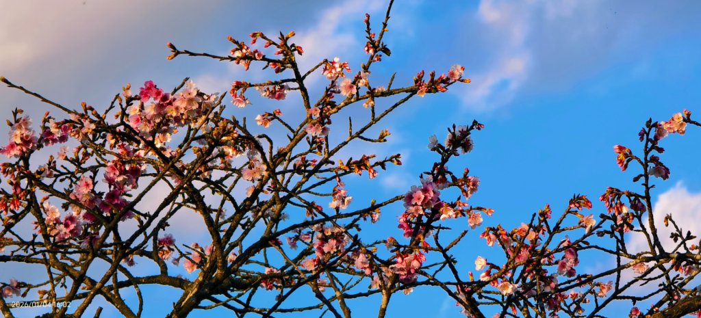 #花卉試驗中心 #永公路500巷 #平菁街42巷 #原住民公園 #士林官邸 1/4_2976580