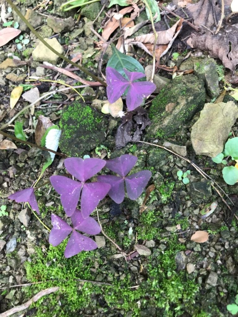 新田步道登聚興山_374624