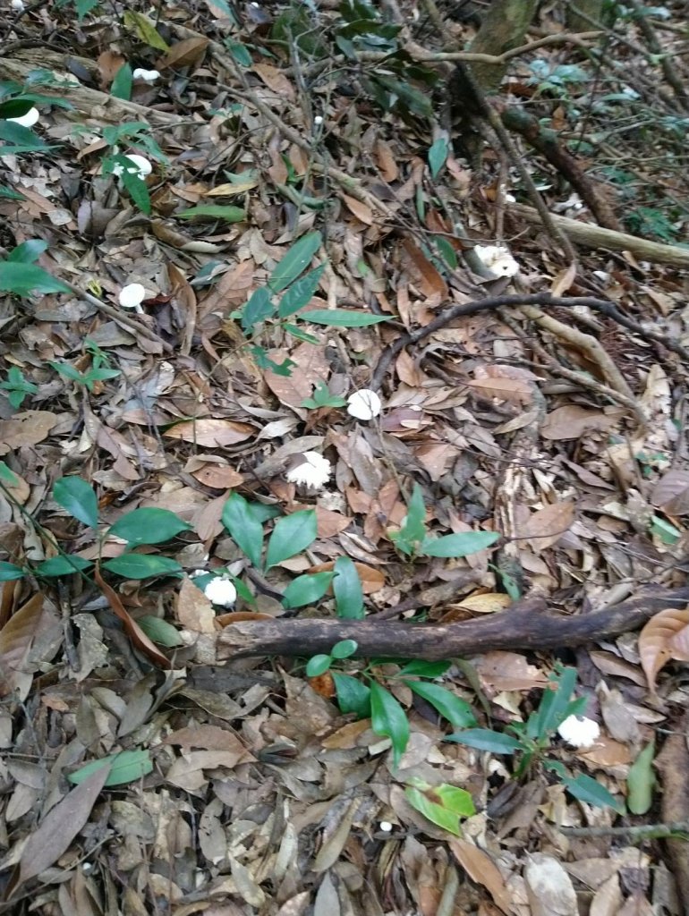 馬武督山，蓮包山，鴛鴦谷瀑布連走_671709