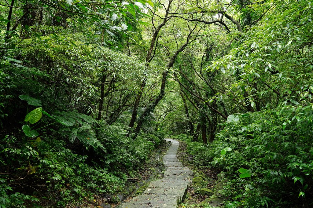新北 瑞芳 頂子寮山、五分山_2615545