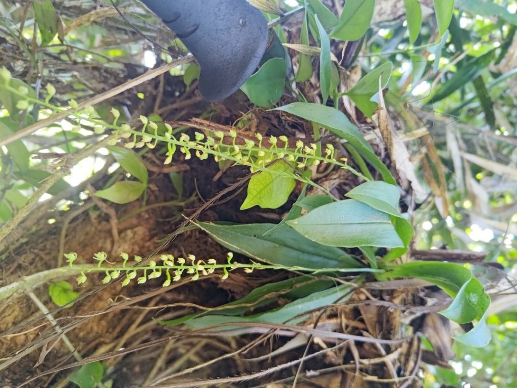 植物照片雞籠山九龍山大凍山_2395788