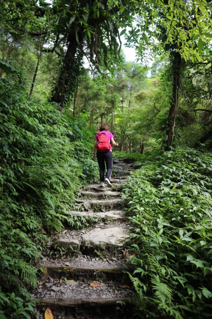 抹茶山上有草莓_447995