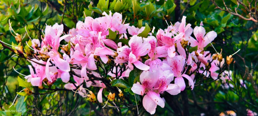 陽明山趴趴走 #琉璃光雲海 ，首拍 #綠鳩 4/27_2770774