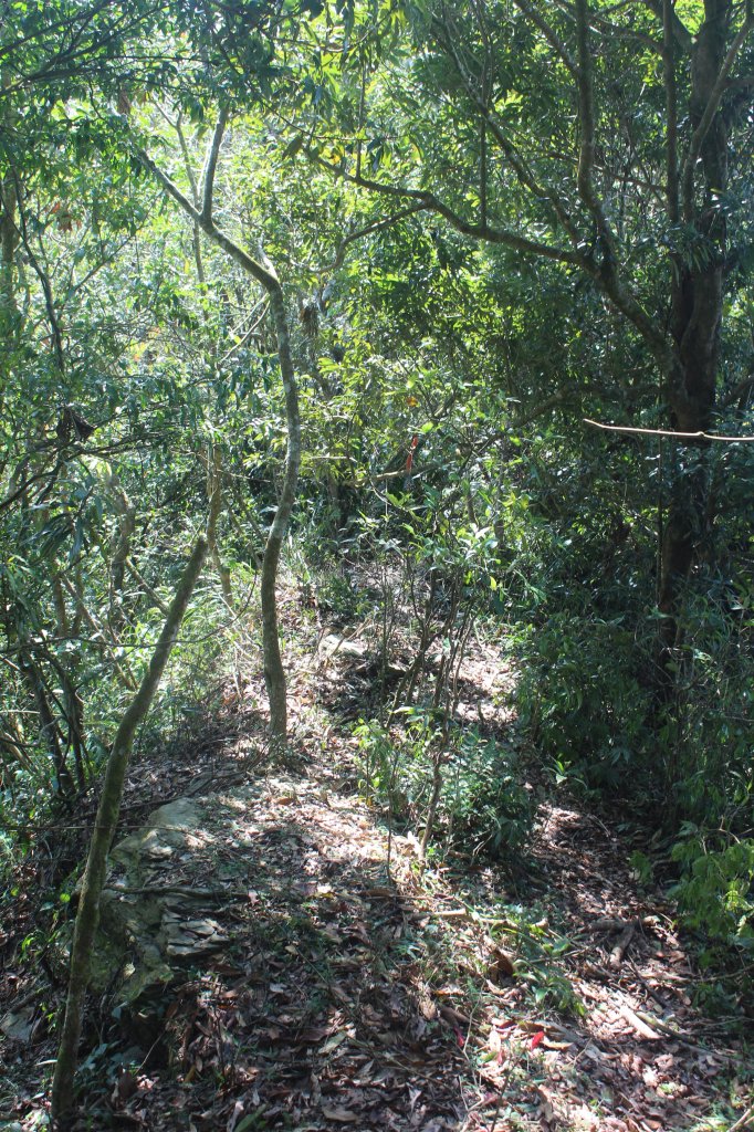 20240212屏東鱈葉根山-日湯真山縱走_2431687