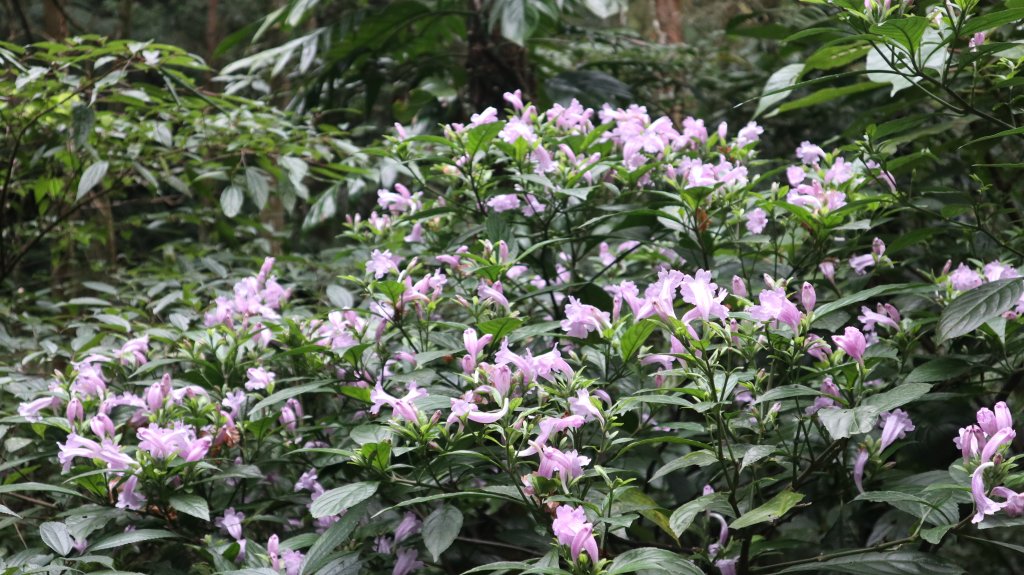 獵貍尖步道連走烏塗溪步道登山健行趣(淡蘭南路TK3-6&TK3-5&TK3-4)_2404496