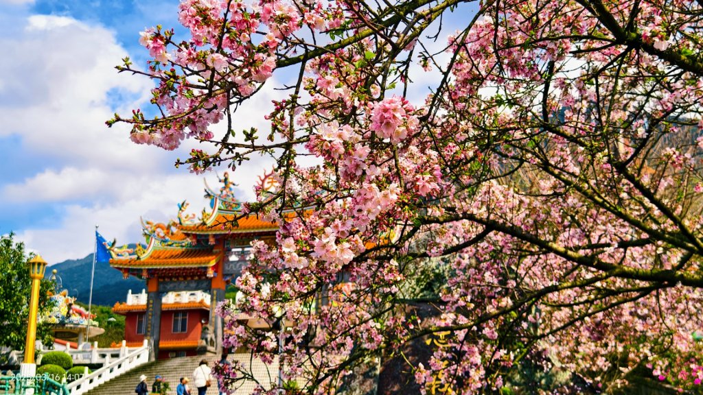 #綠繡眼 訪花 #吉野櫻 #天元宮 #楓樹湖 0316_2736685