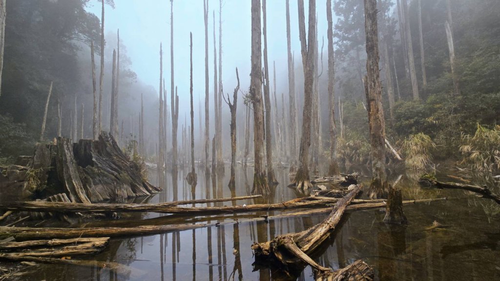 忘憂森林有一種美無法形容，雲霧繚繞，水氣朦朧，全台入園數第一名的森林遊樂區，溪頭自然教育園區封面圖