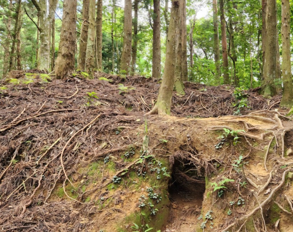 【中級山】來過一次，你不會忘記它的名字，新竹油羅山_2743720