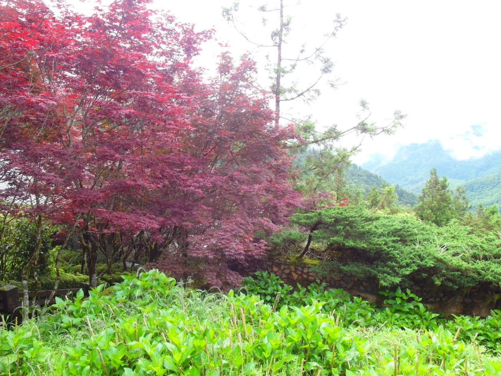太平山中央階梯紫葉槭_43810