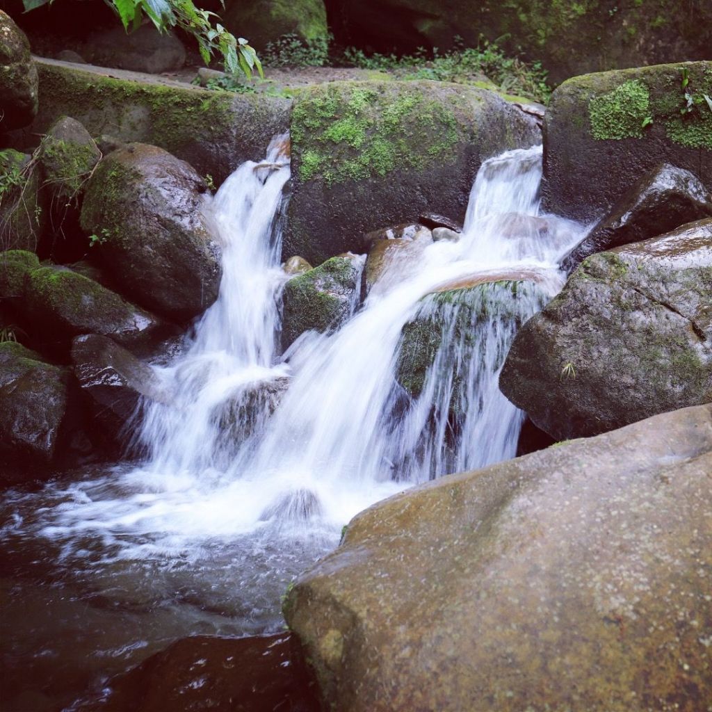 溪頭健行_410988