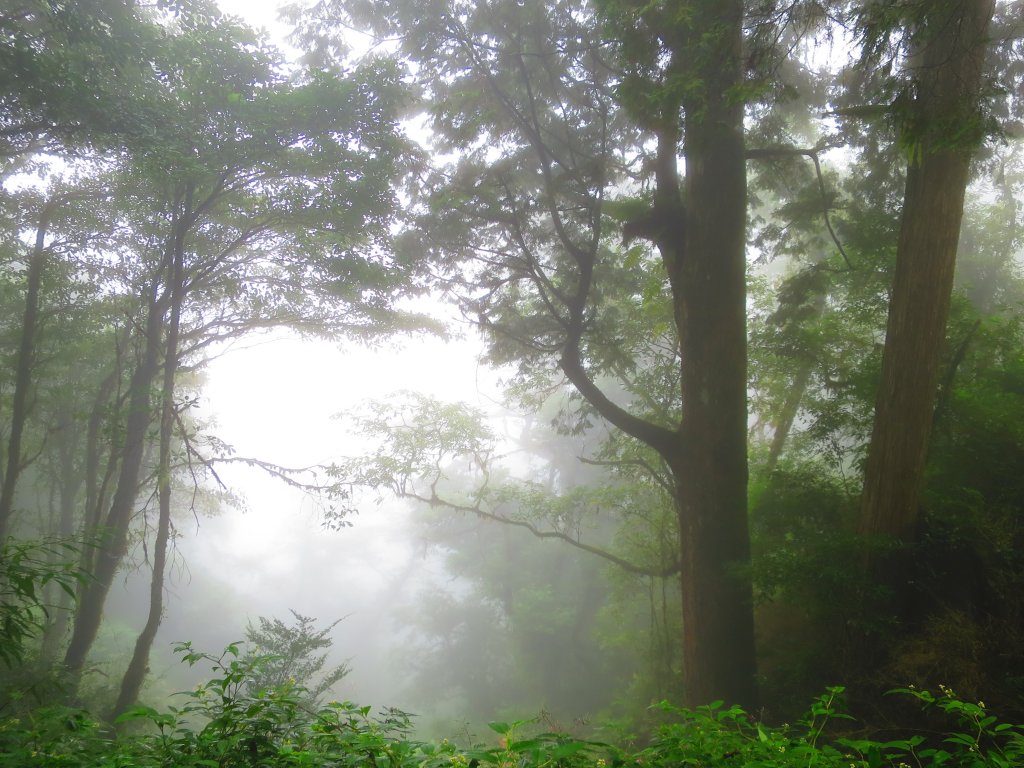 【新竹】觀霧迷幻森林：檜山巨木群步道_1111926