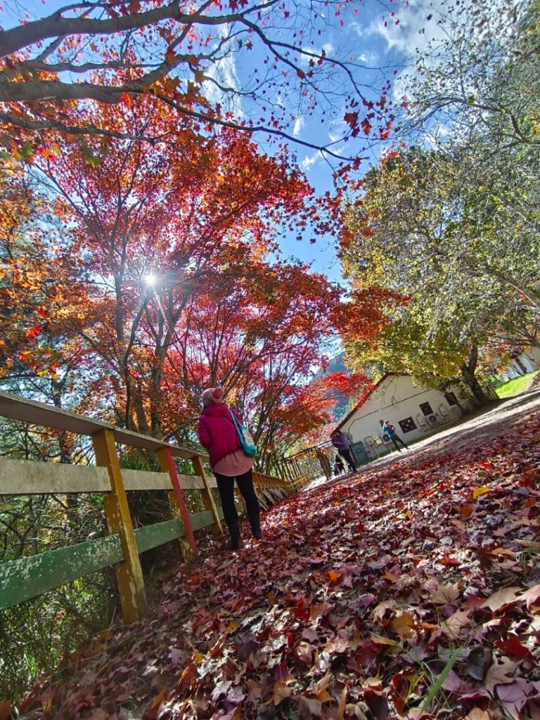 上武賞楓紅黃橙橙銀杏🍁_2667852