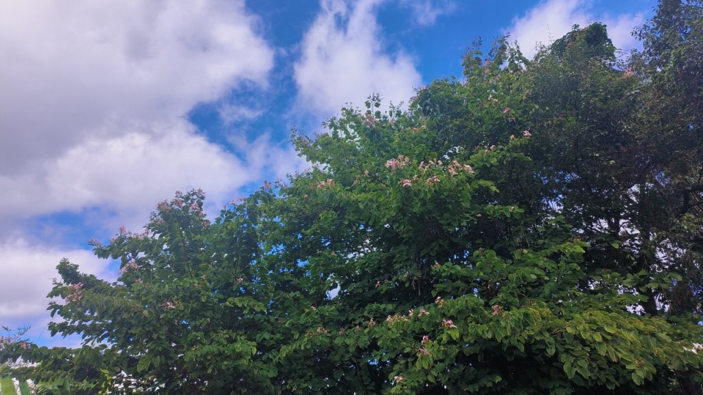 台北大縱走第五段_1923286