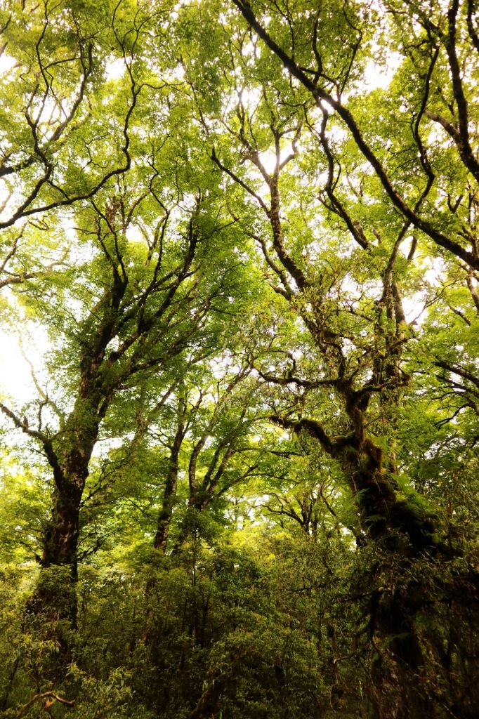水青岡換新裝~探索太平山的原始森林_349387