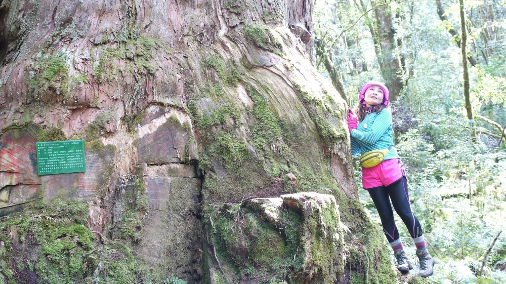 米羅山之木_292860