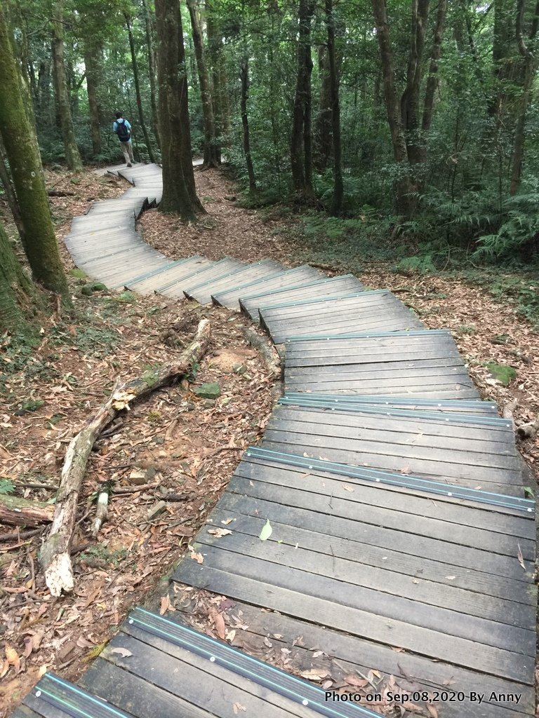 避暑勝地——東眼山之美封面圖