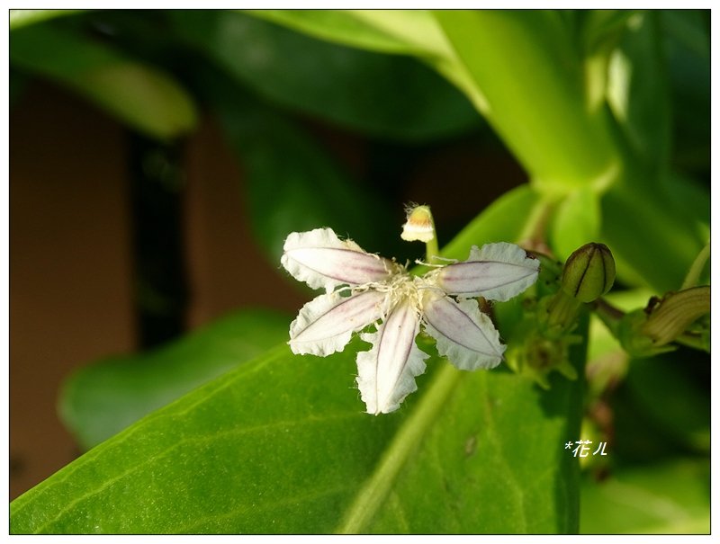 高美濕地木棧道_878045