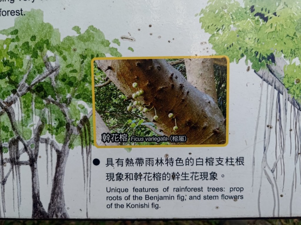 雙流森林遊樂區婆豬古山連走雙流瀑布帽子山_2652759