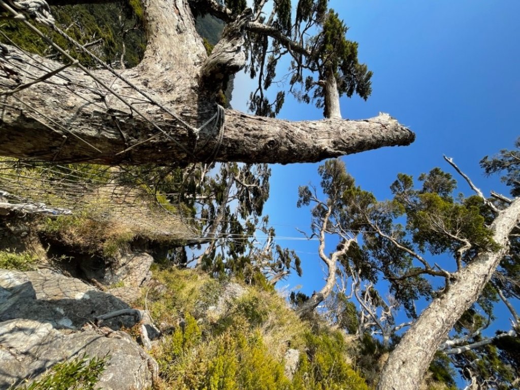 見證最美麗北大武山雲海、鐵杉_1318860