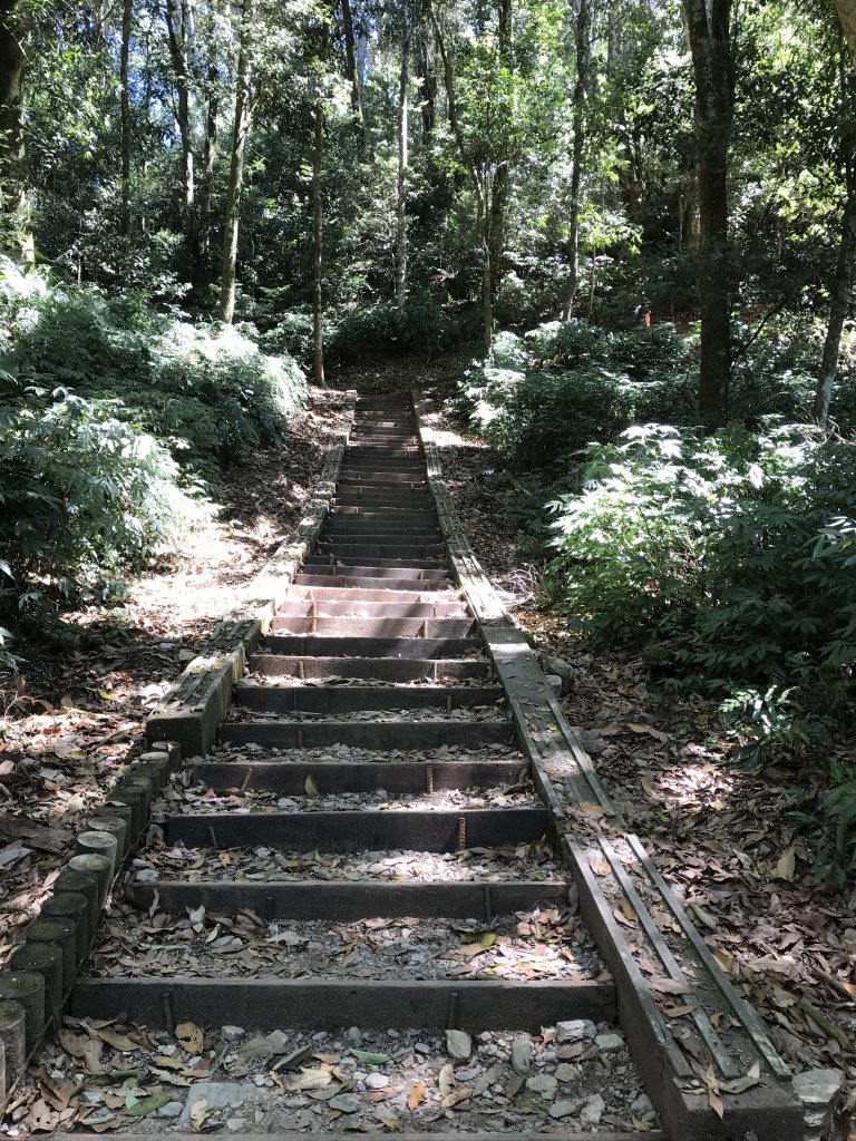 110年5月16日高雄   藤枝國家森林遊樂區_1456894