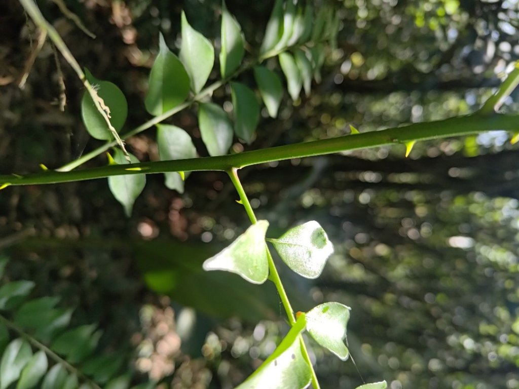 植物照片雞籠山九龍山大凍山_2395780