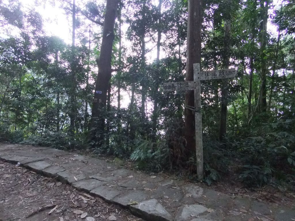 溪頭外環(鳳凰嶺線、天文台)_209526