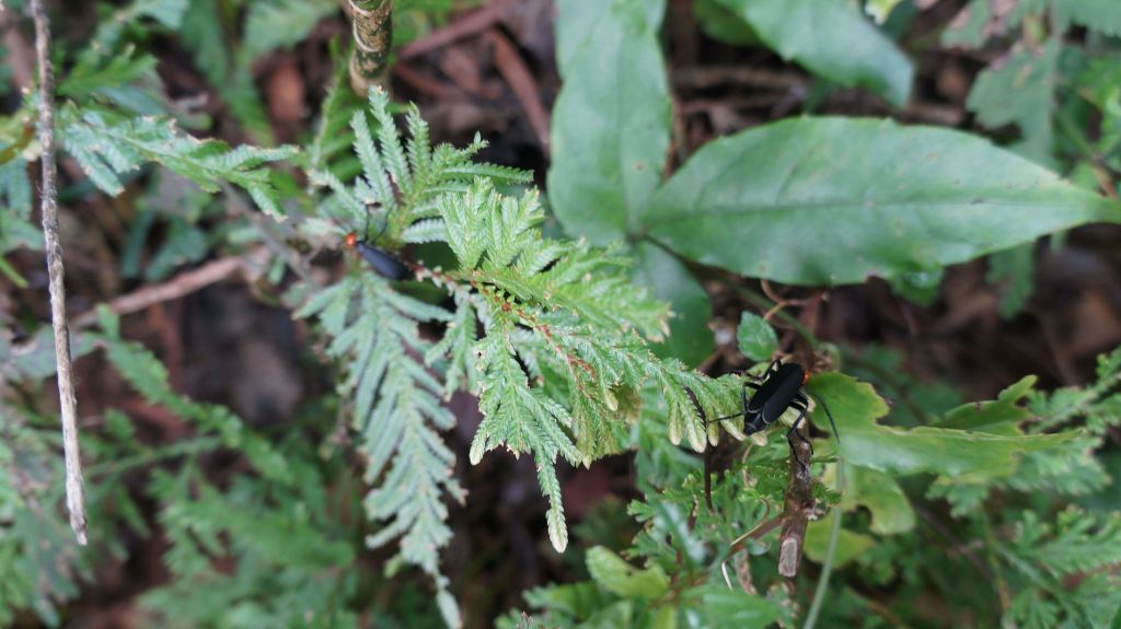 新溪洲山之樂_400291