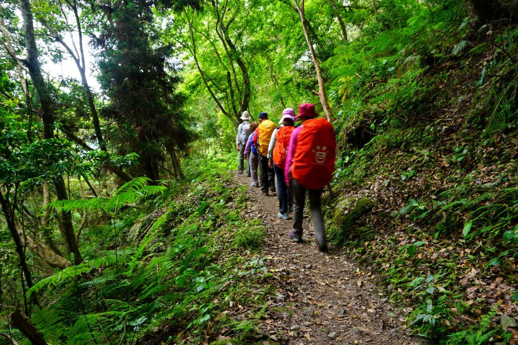 蕨之道~春遊瓦拉米_563128