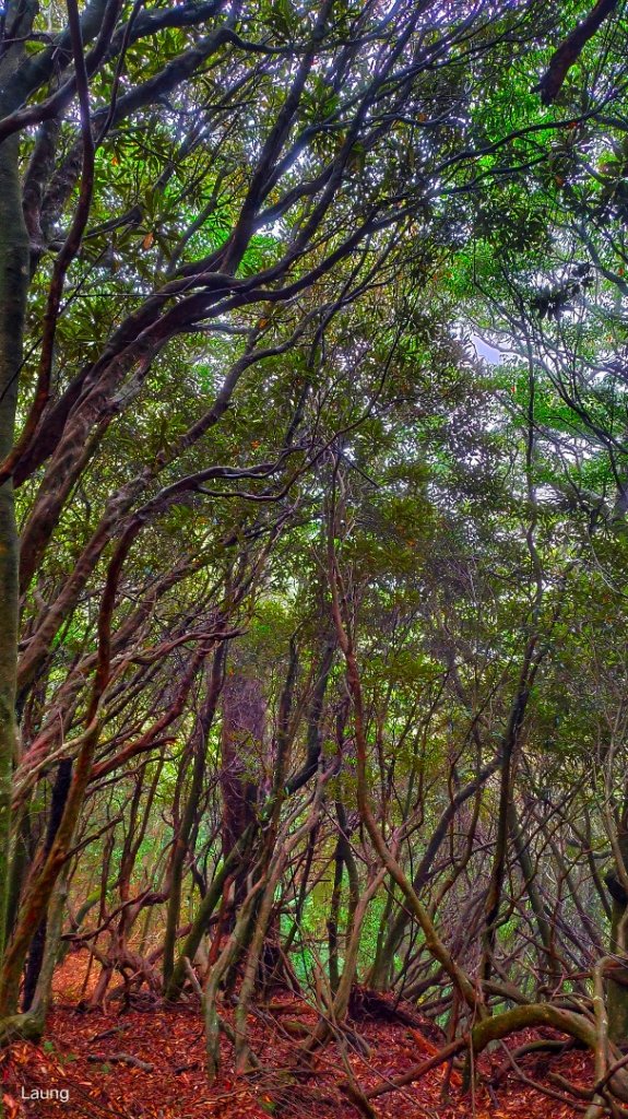 111.10.08 高島縱走_1957899