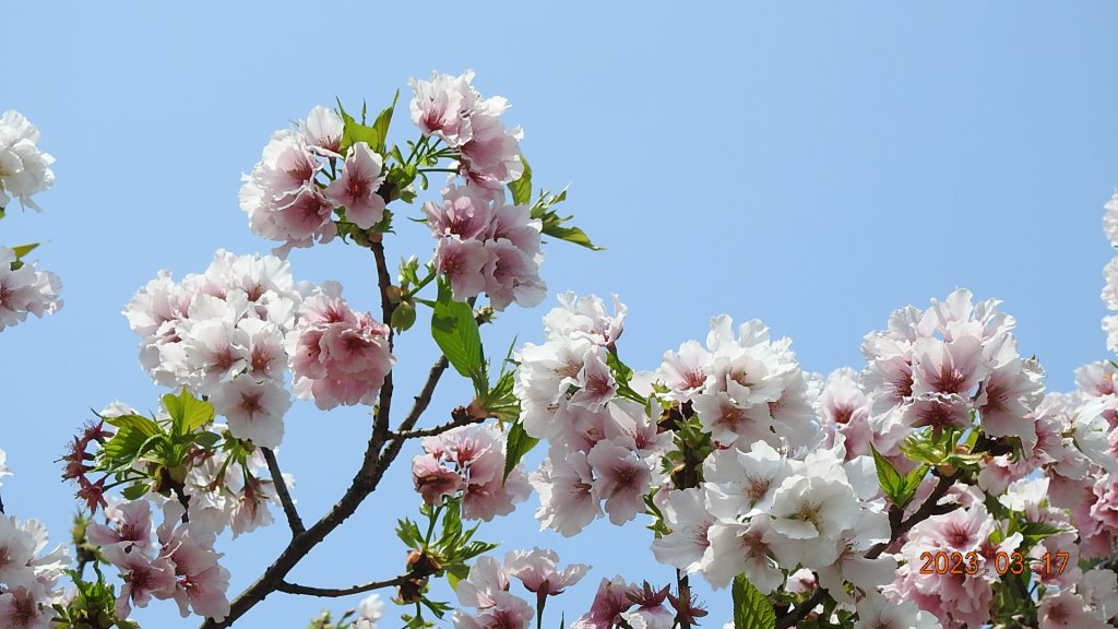 追花是簡單的快樂，賞花是恬淡的幸福。3/17_2073434