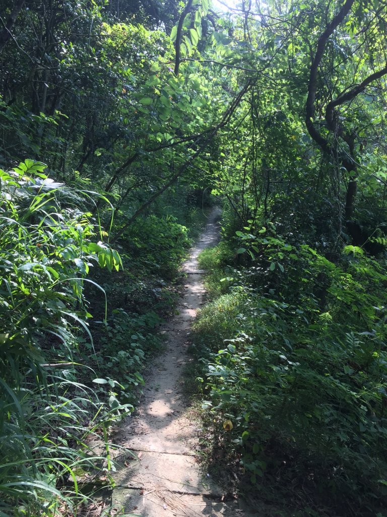 20220730高雄觀音山連峰_1785461