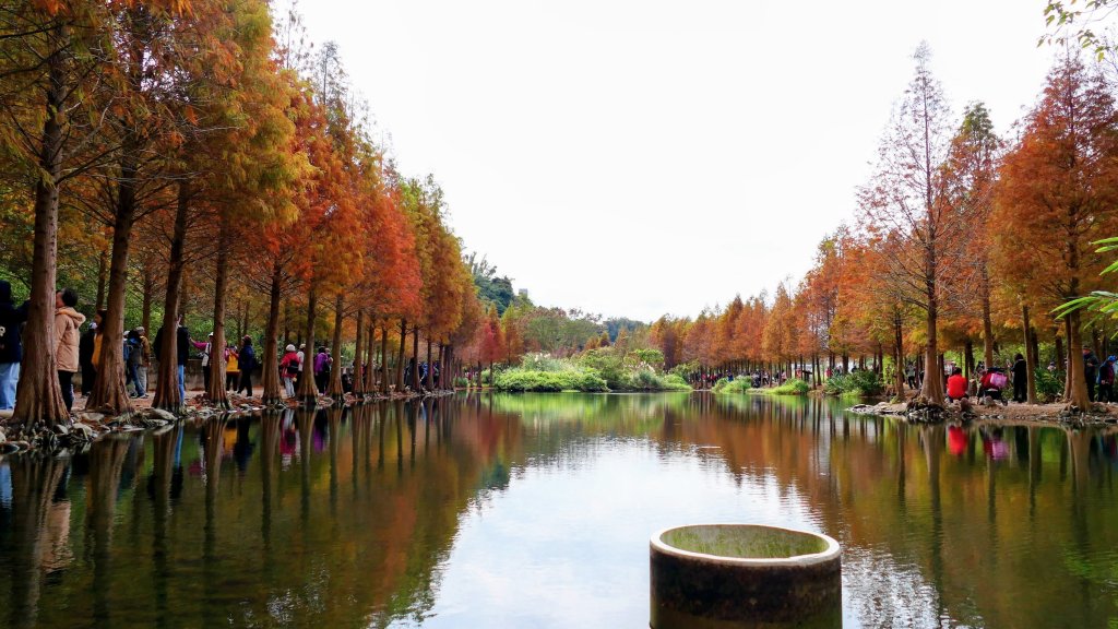 月眉落羽松影_2685468