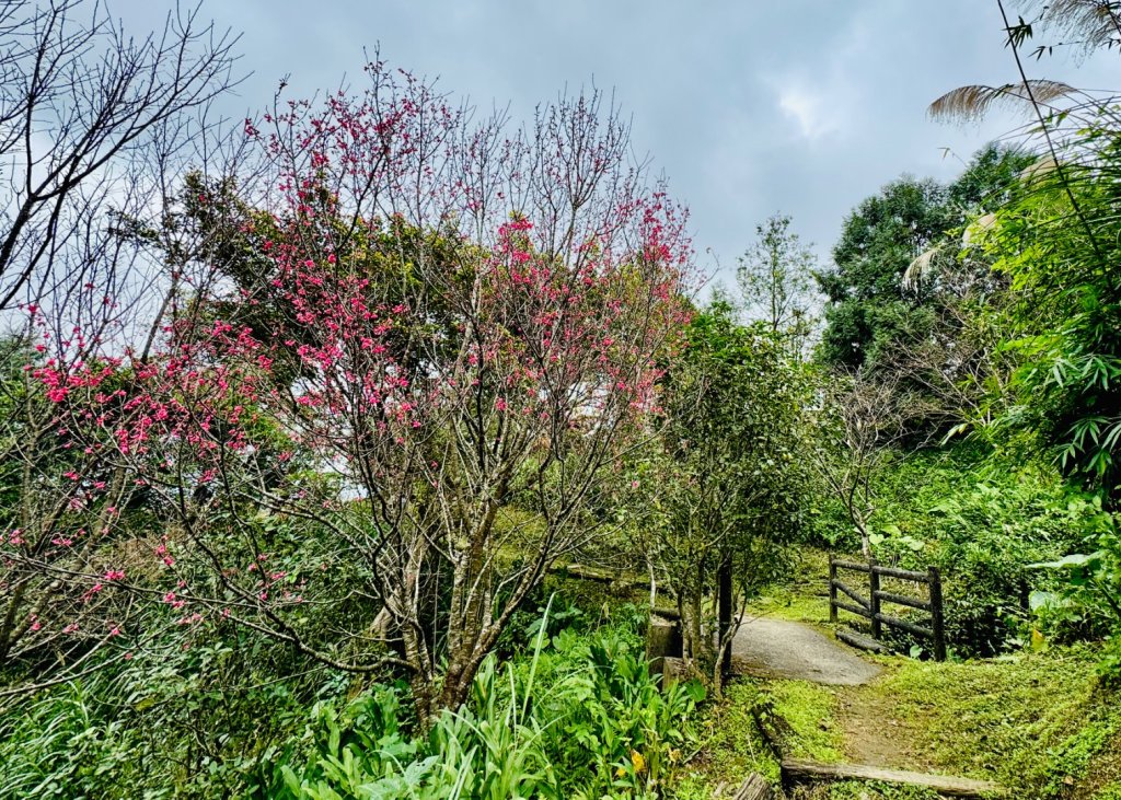 紫微聖母環山步道走六寮崙山與西南峰_2989127