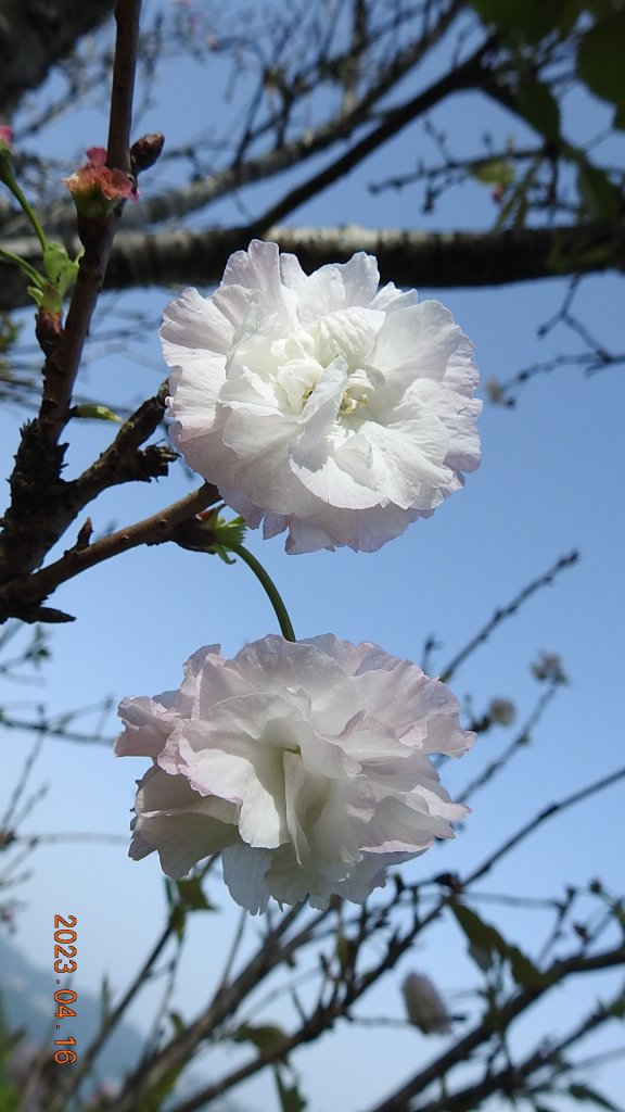 翡翠水庫壩頂(新店四十份)再見日出雲海+賞 #松月櫻 &桐花_2115019